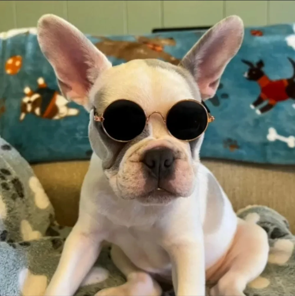 Pet Sunglasses Cat Small Dog UV Protection Round Rose Gold Frame Pet Photo New